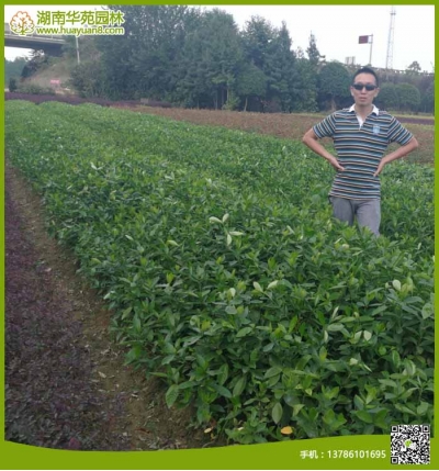 大葉梔子花小球