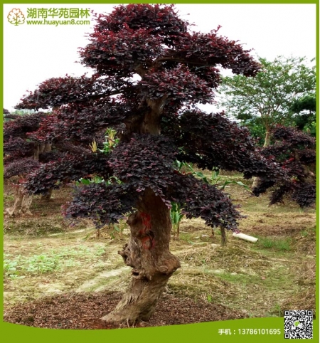 造型紅花檵木樁