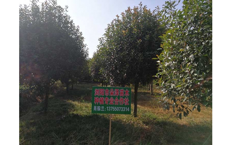 桂花樹(shù)基地