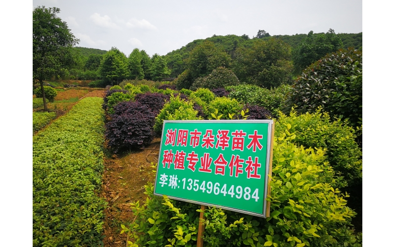 湖南華苑苗木基地實拍2