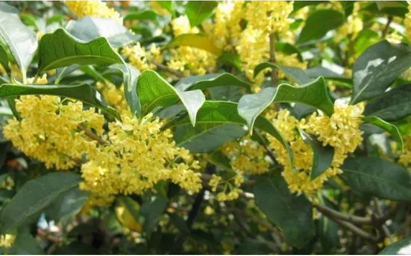 桂花樹的栽培技術(shù)：喜陽光、好溫暖、耐高溫、不耐寒